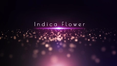 Sex Twerker - Indica Flower